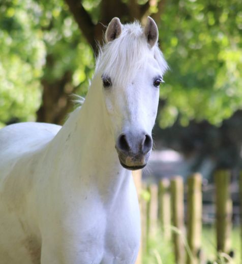 Schulpony Shadow - Kleve - Materborn Reitschule