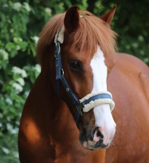 Schulpony ROCKY - Kleve - Materborn Reitschule